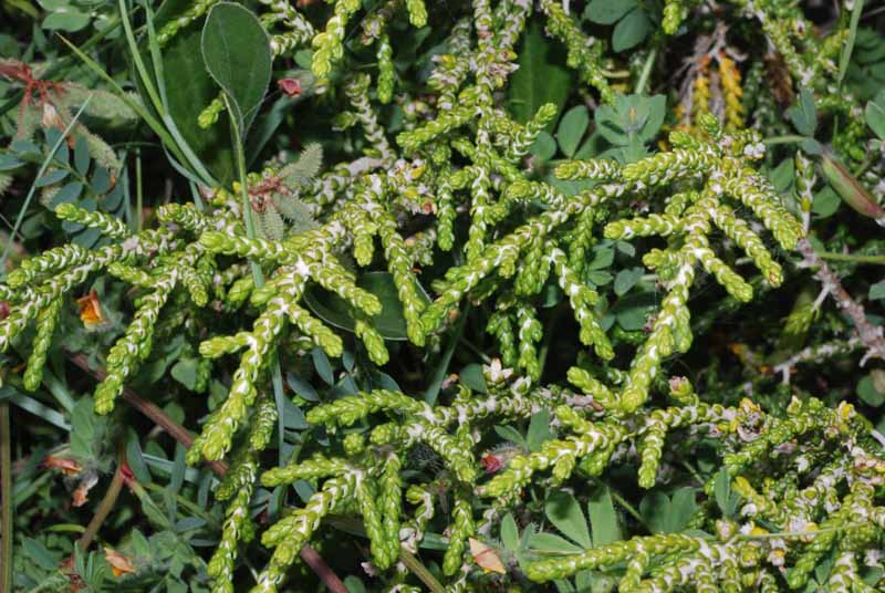 Thymelaea hirsuta / Timelea barbosa